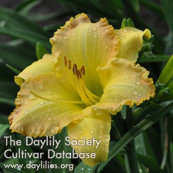 Daylily Maple Butter